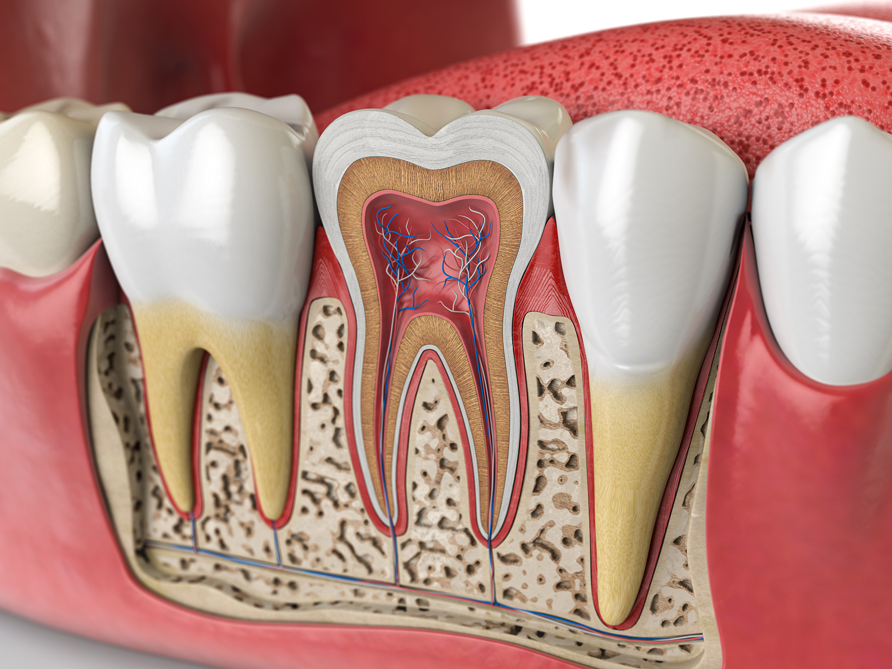 The image shows a detailed 3D rendering of an open human mouth with teeth, gums, and tongue. It appears to be a dental model used for educational purposes, highlighting the internal structure and oral health aspects.
